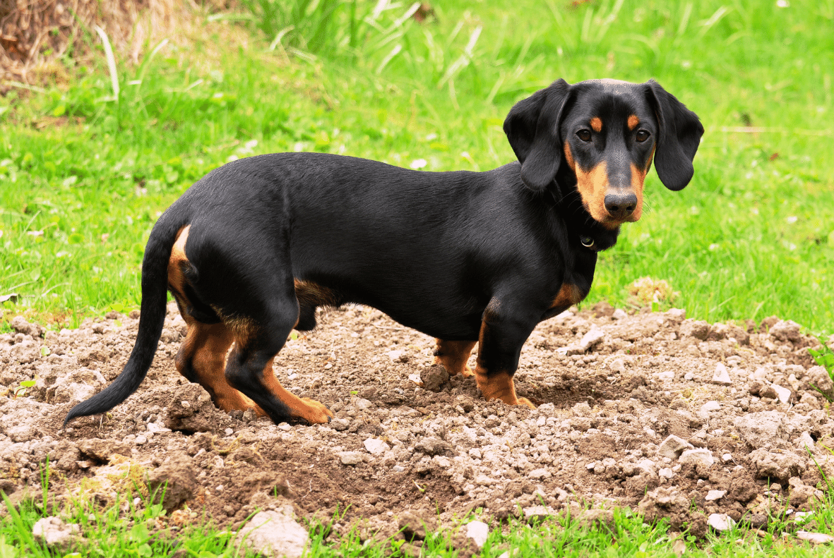 Dachshund