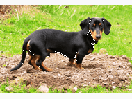 Dachshund