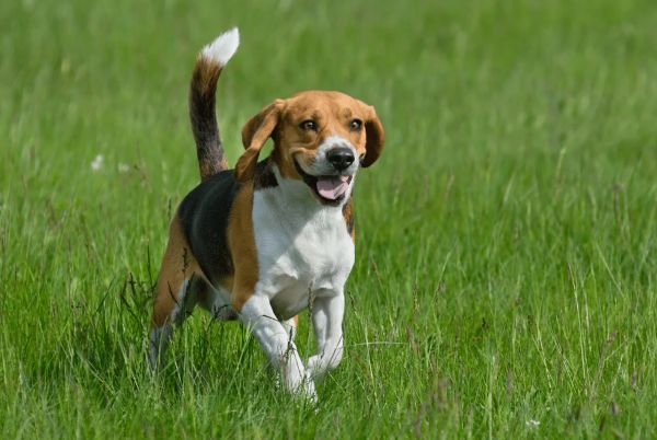 Beagle