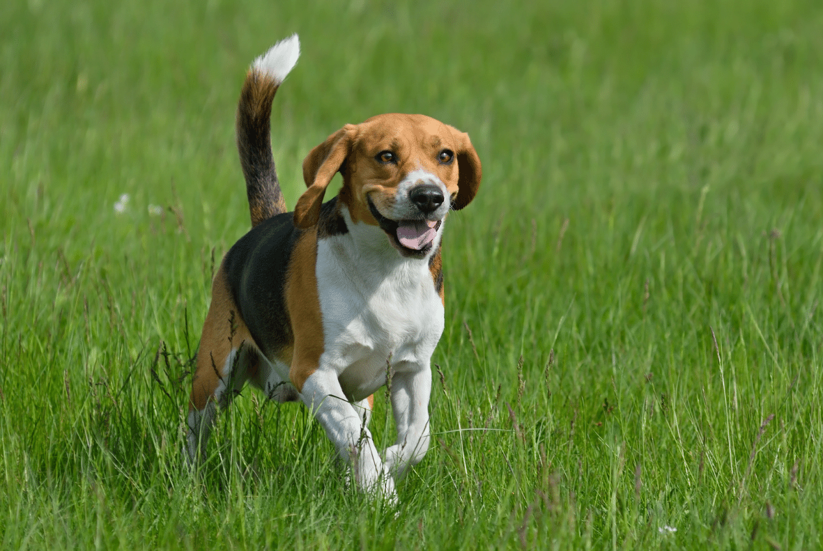 Beagle