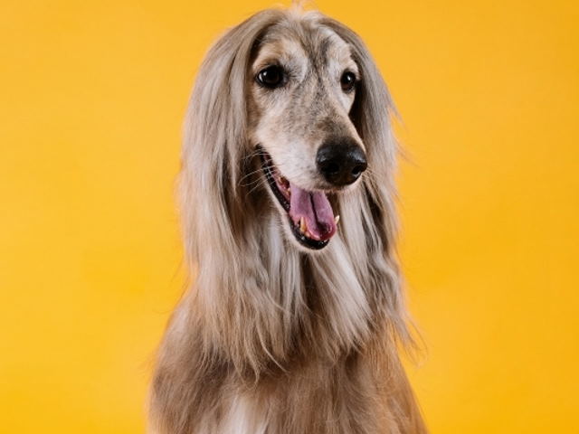 afghan hound