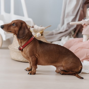 miniature smooth haired dachshund