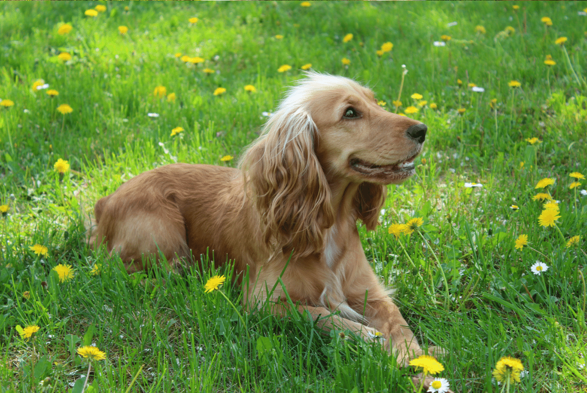 Cocker Spaniel