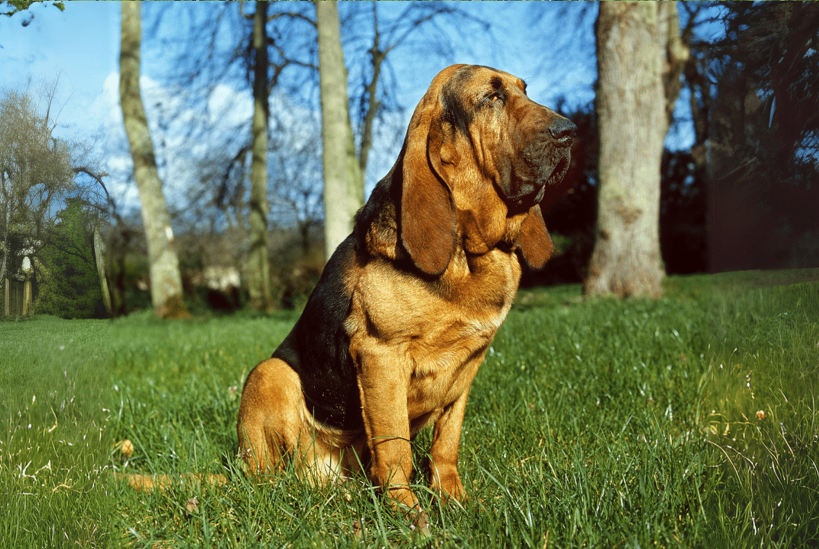 Bloodhound