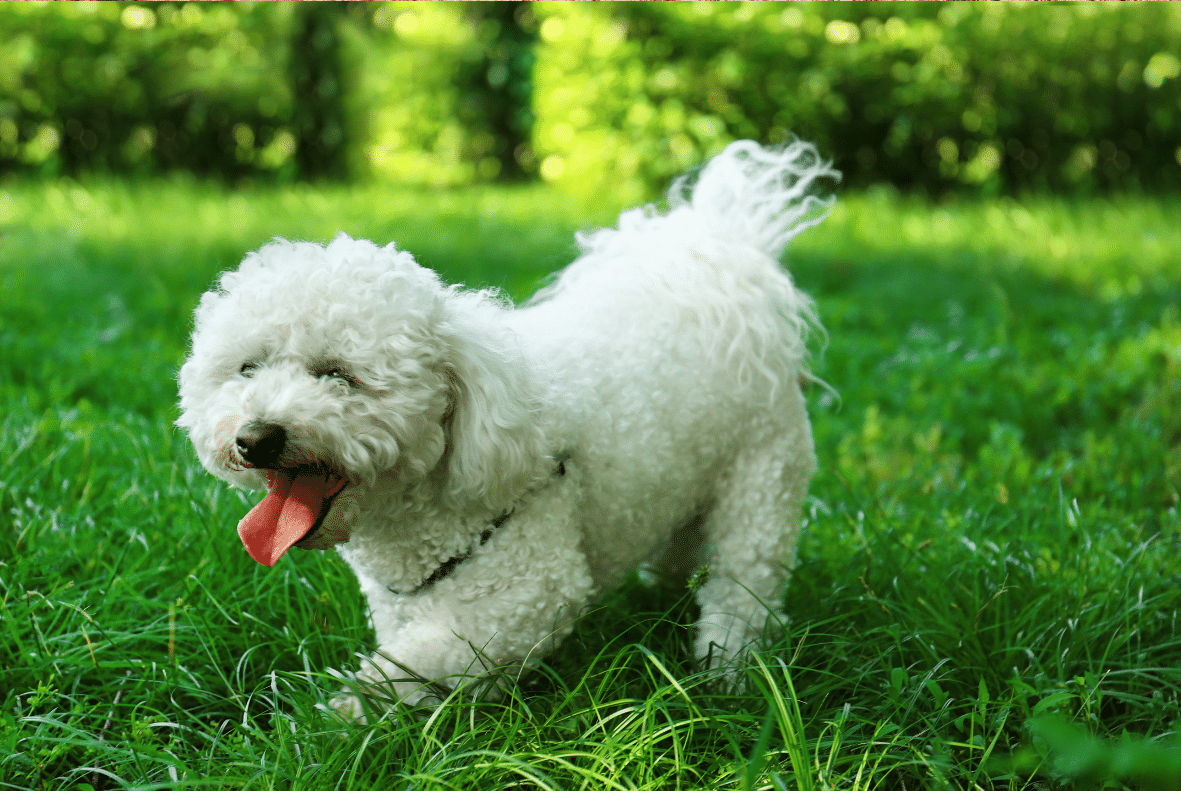 Bichon Frise