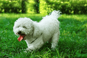 Bichon Frise