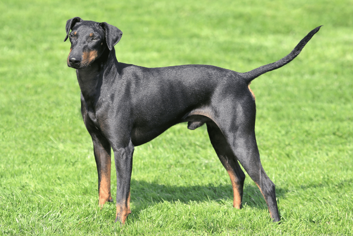 Manchester Terrier