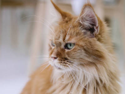 Maine Coon