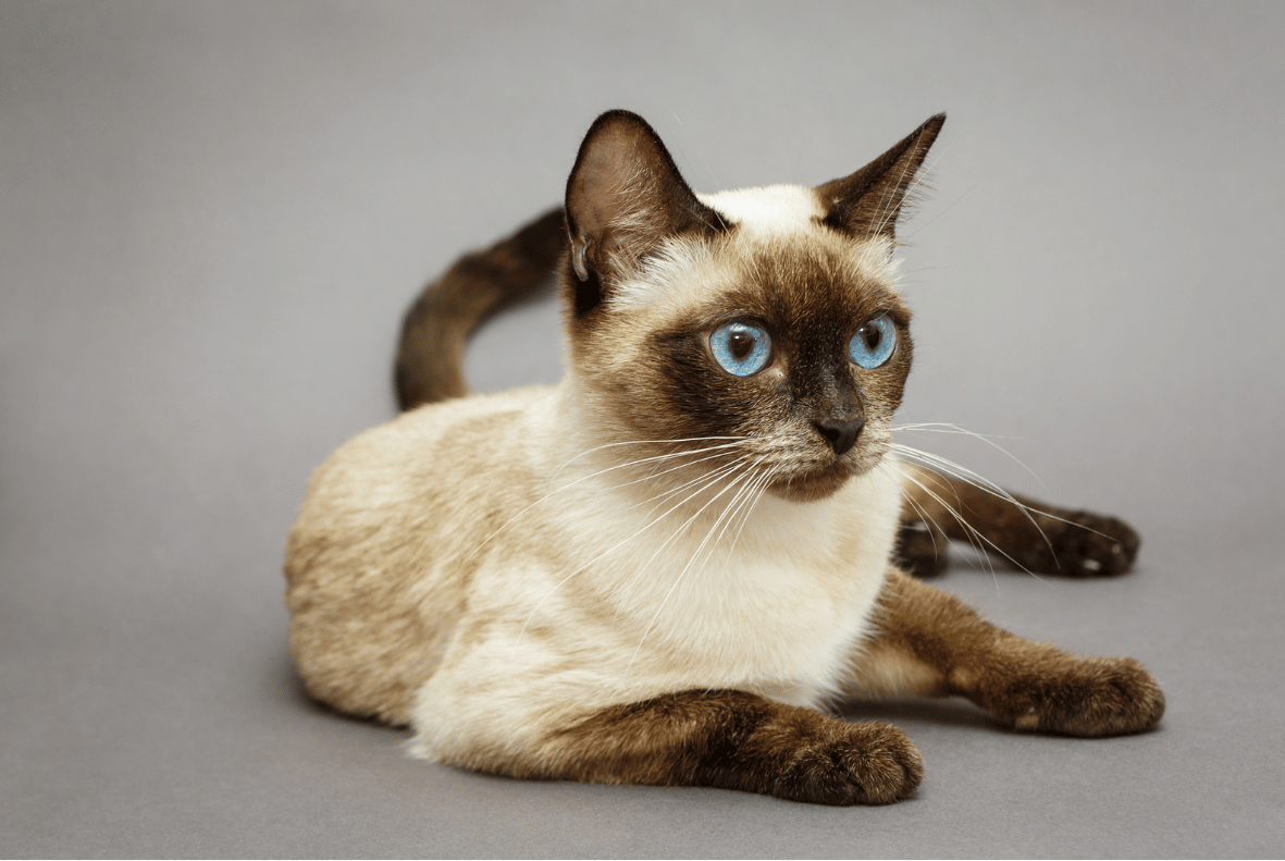 Siamese