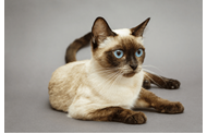 Siamese