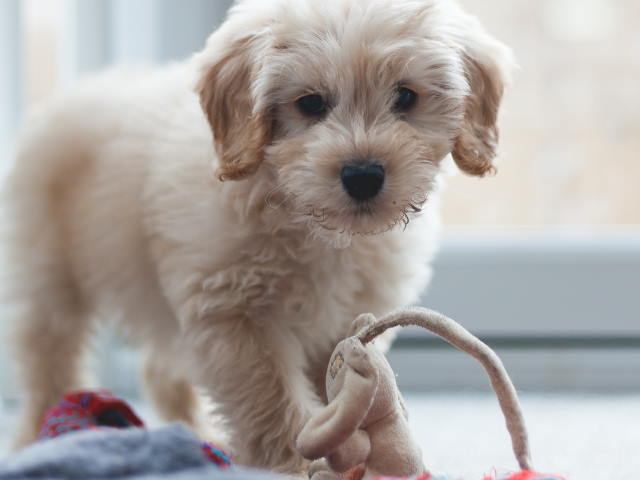 cockapoo
