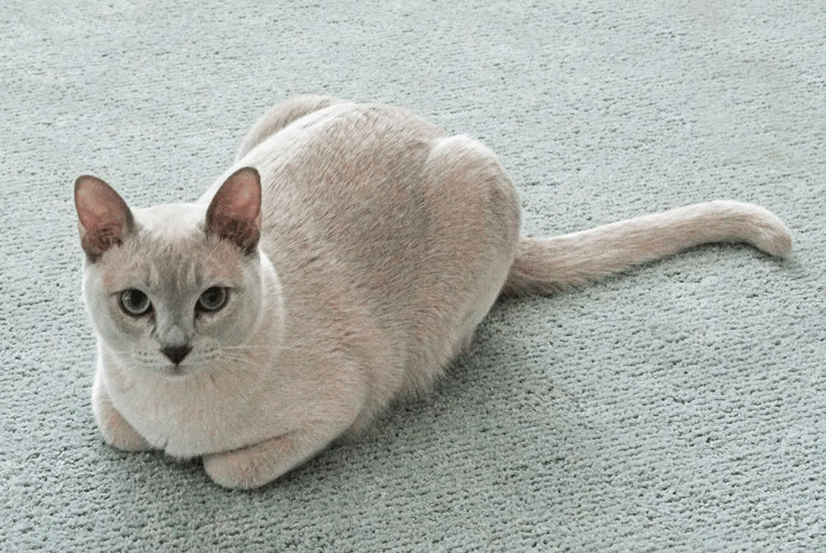 Tonkinese