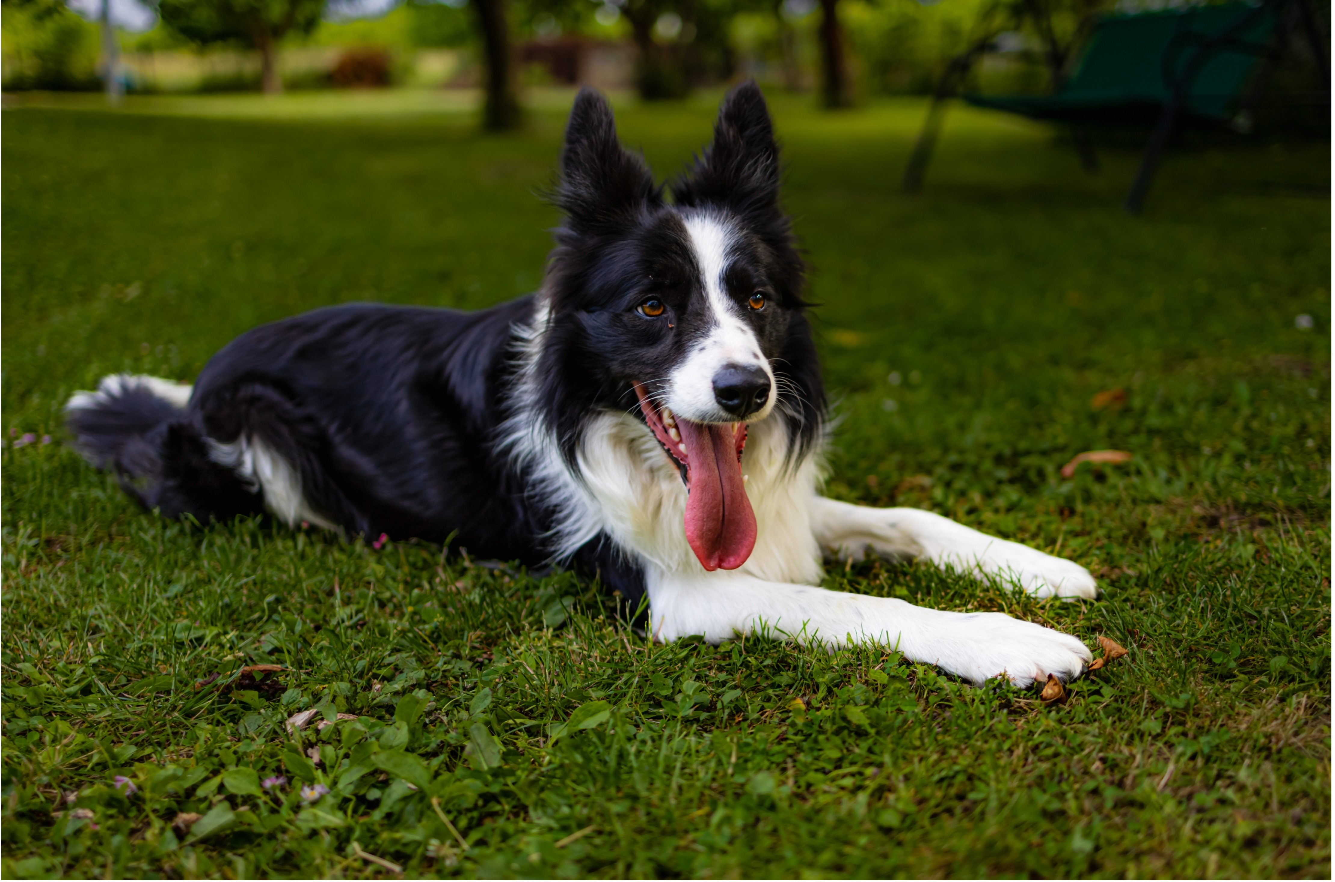 border collie