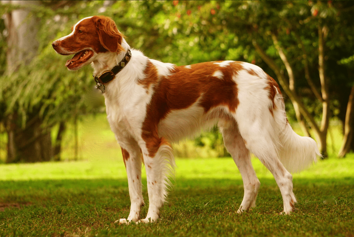 Springer Spaniel