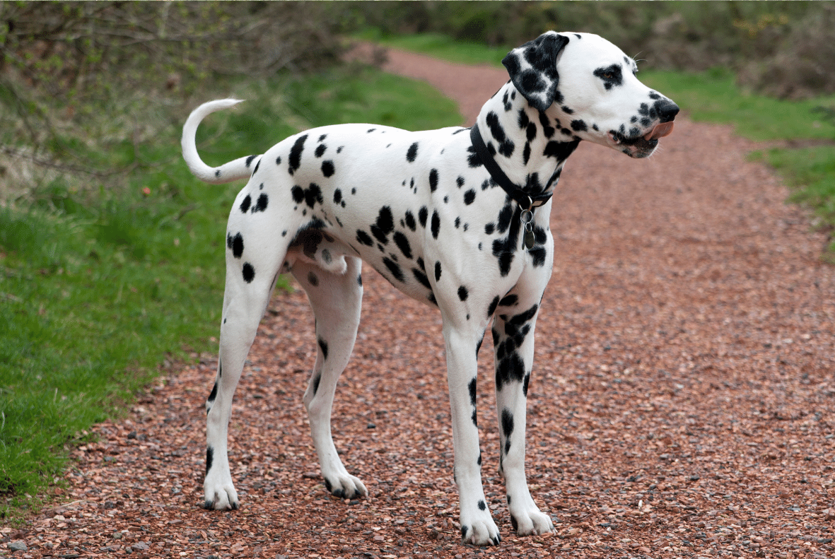 Dalmatian