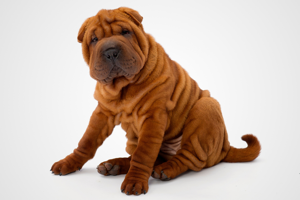 Shar Pei