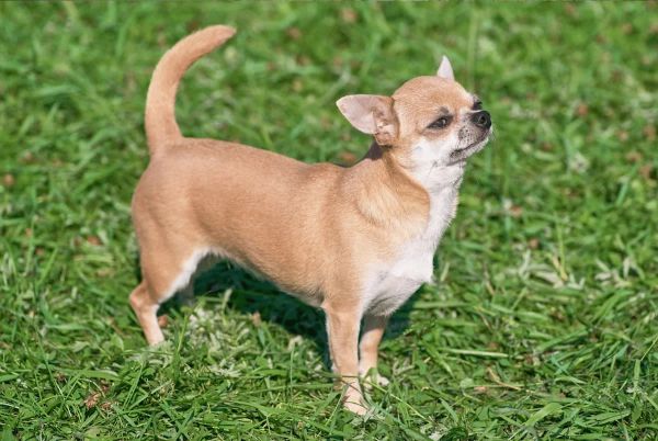Chihuahua