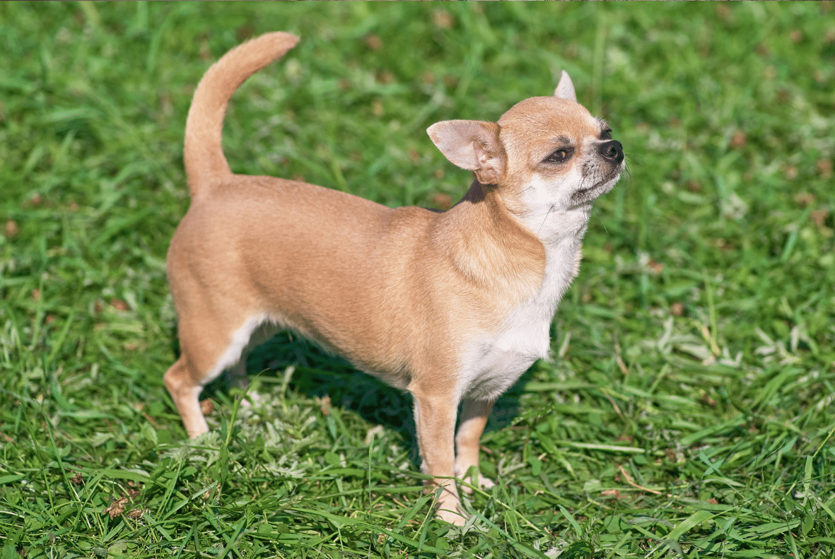 Chihuahua