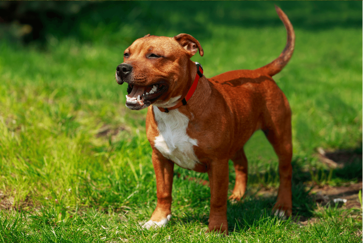 Staffordshire Bull Terrier