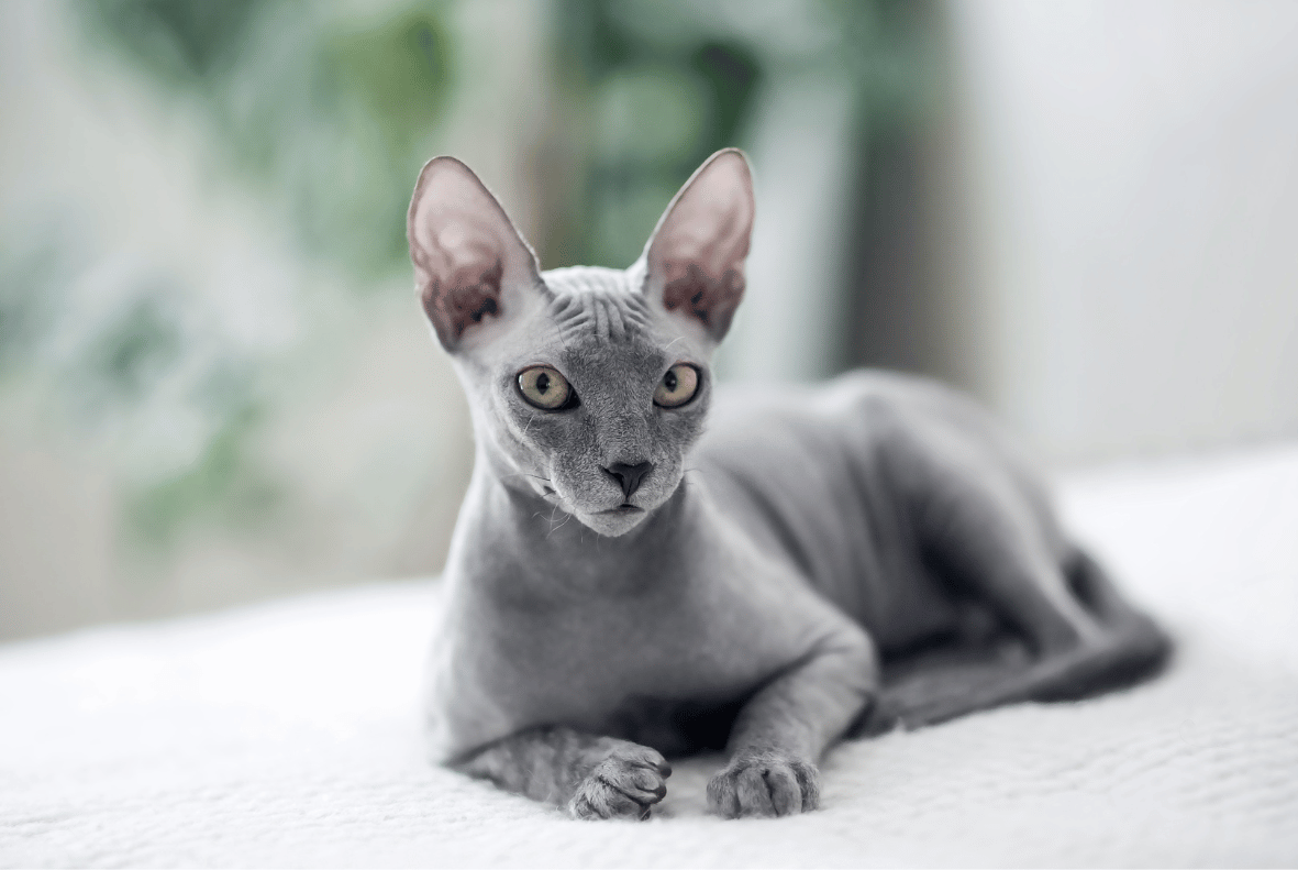 Peterbald