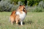 Shetland Sheepdog