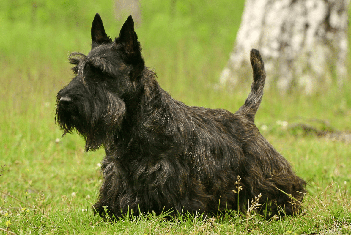 Scottish Terrier