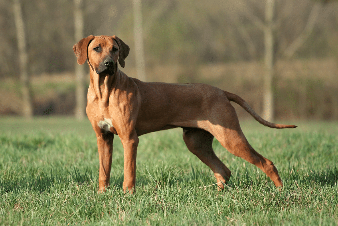 Rhodesian Ridgeback