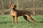 Rhodesian Ridgeback