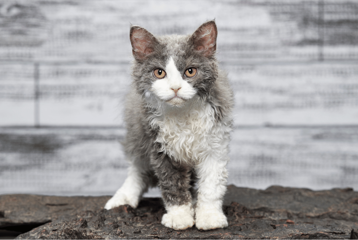 Selkirk Rex