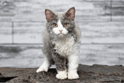 Selkirk Rex