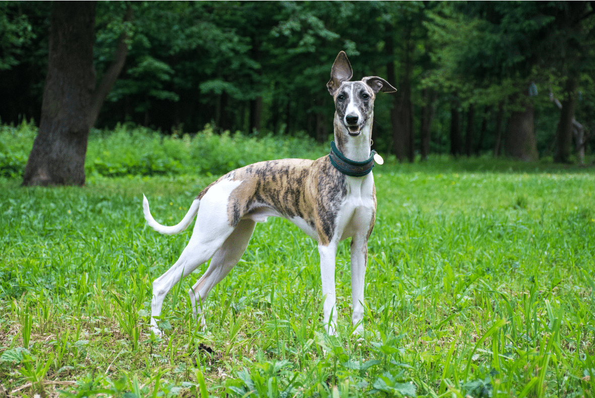 Greyhound