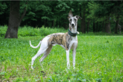 Greyhound