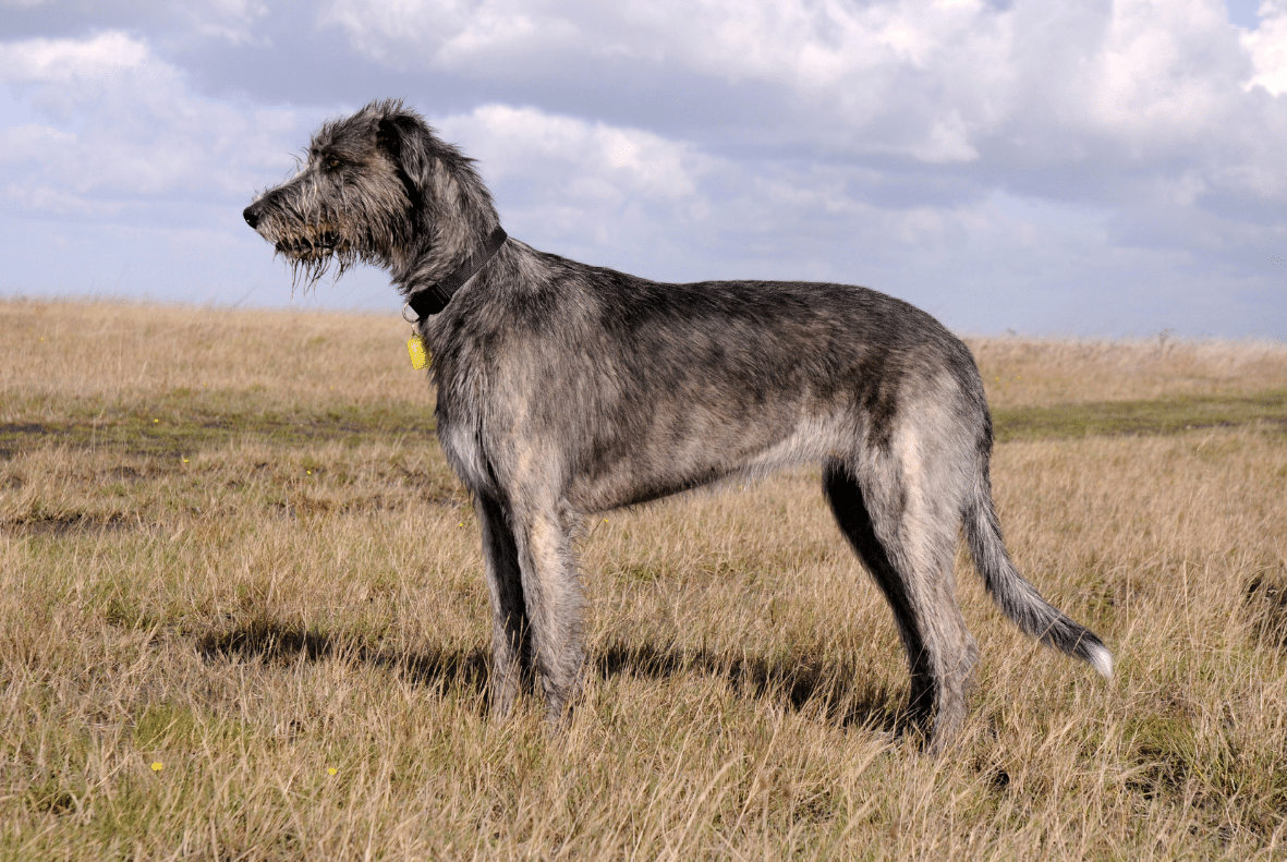 Irish Wolfhound