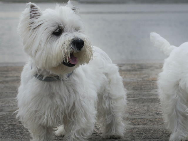 west highland terrier