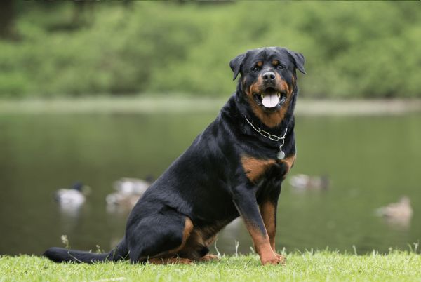 Rottweiler