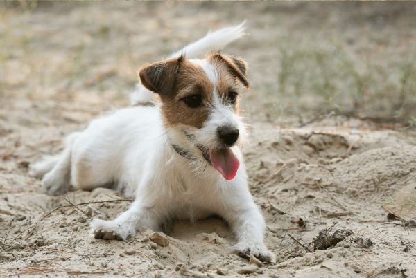 Jack Russell