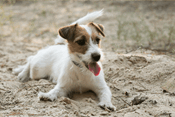 Jack Russell Terrier
