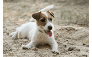 Jack Russell Terrier