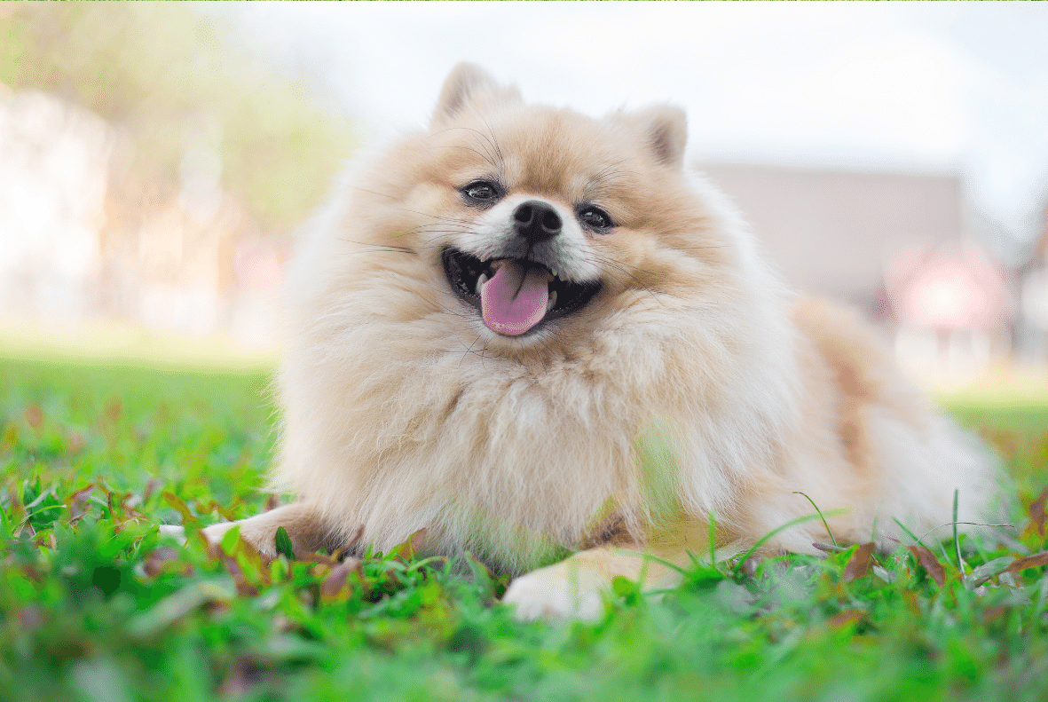 Pomeranian