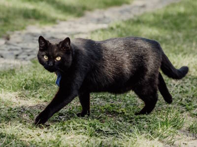 bombay cat insurance