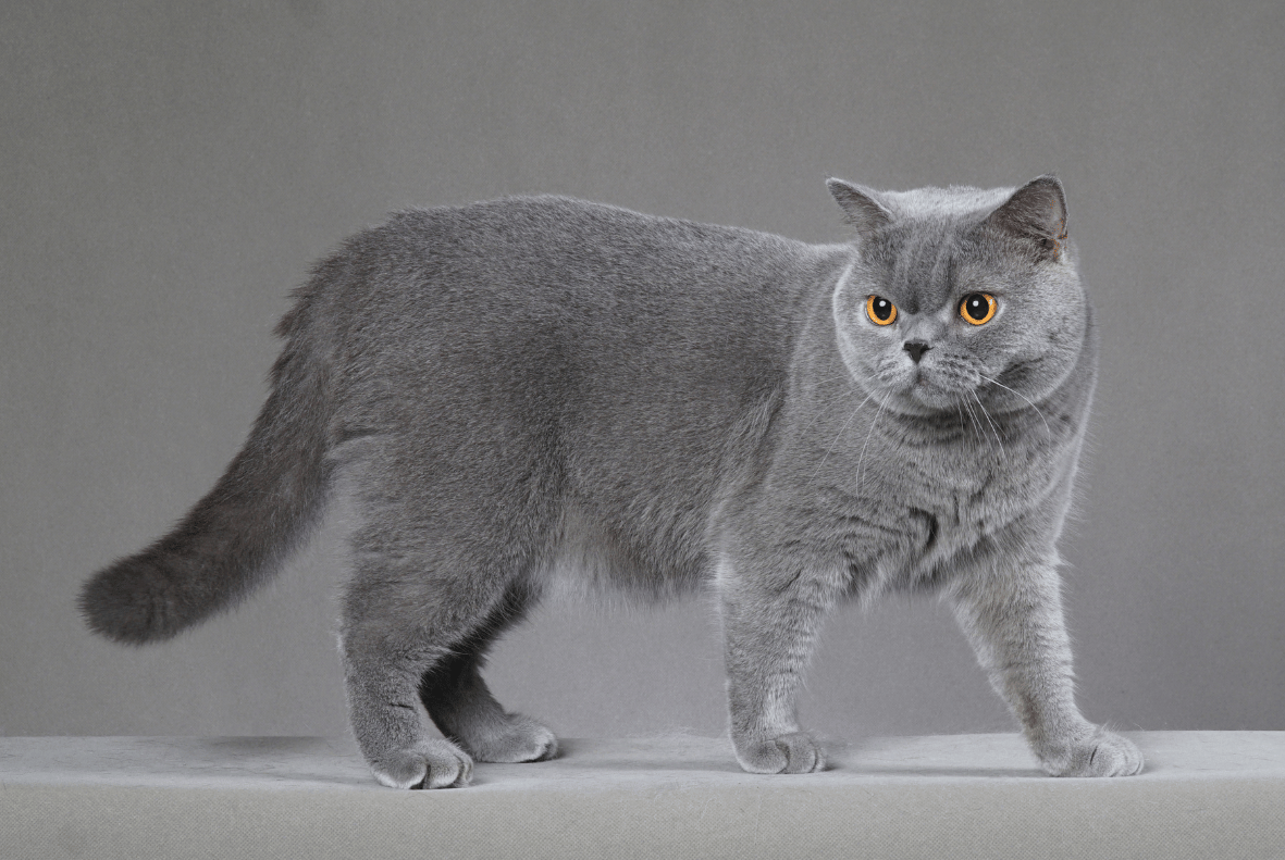 British Shorthair