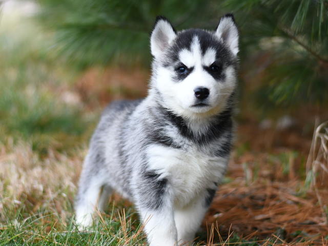 siberian husky