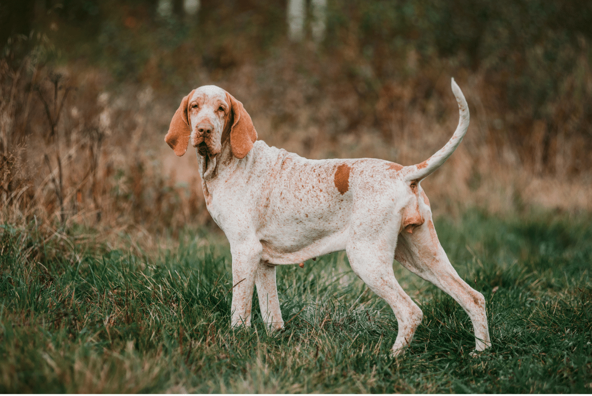 Bracco Italiano