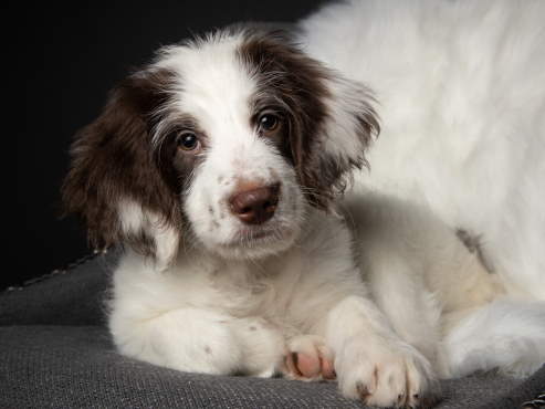 springer spaniel