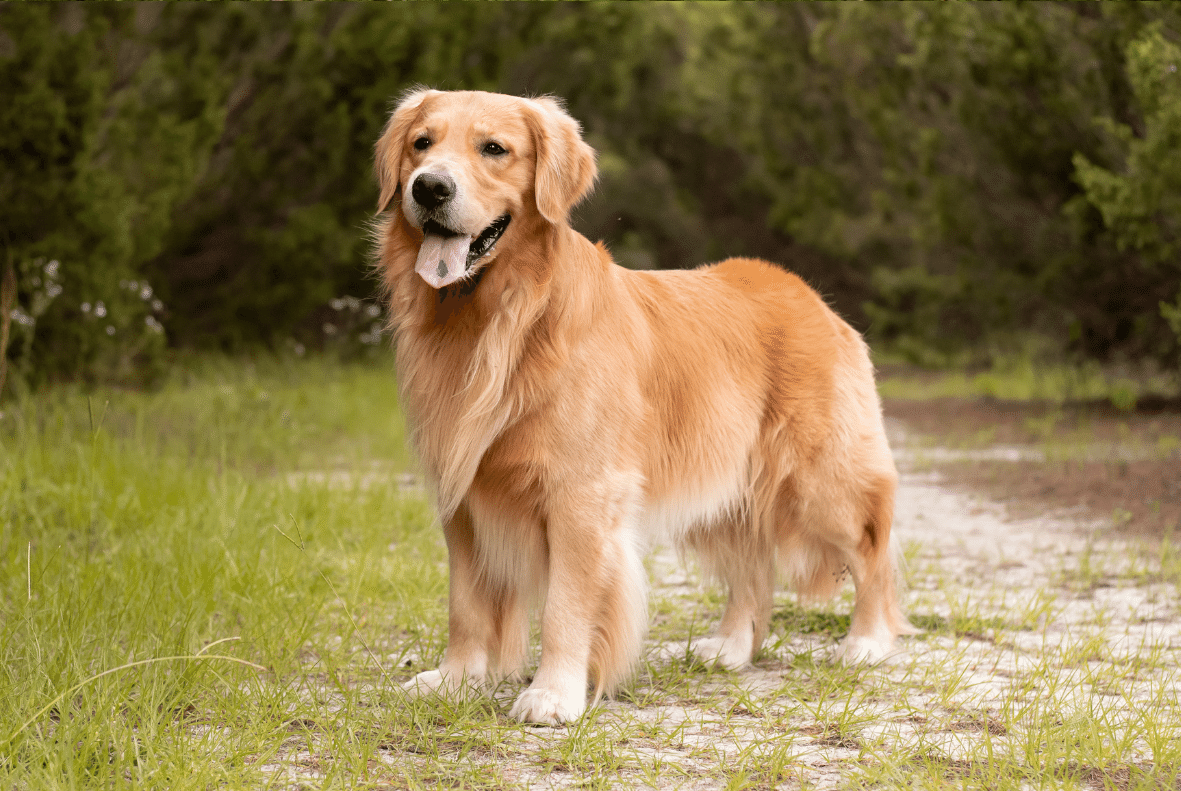 Golden Retriever