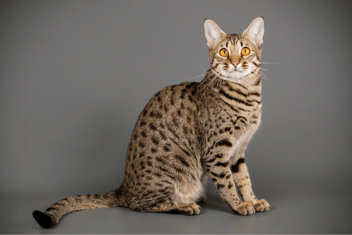 Ocicat