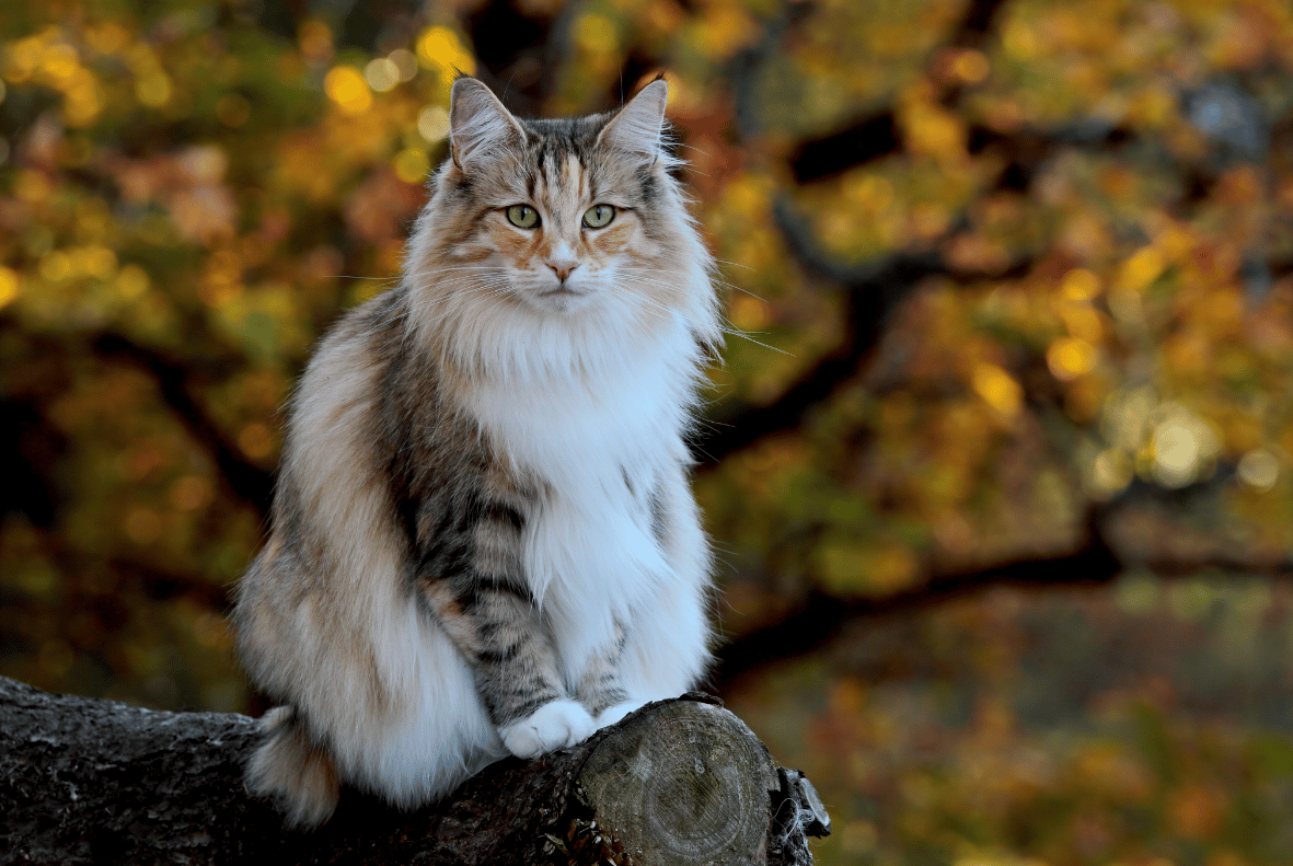 Norwegian Forest