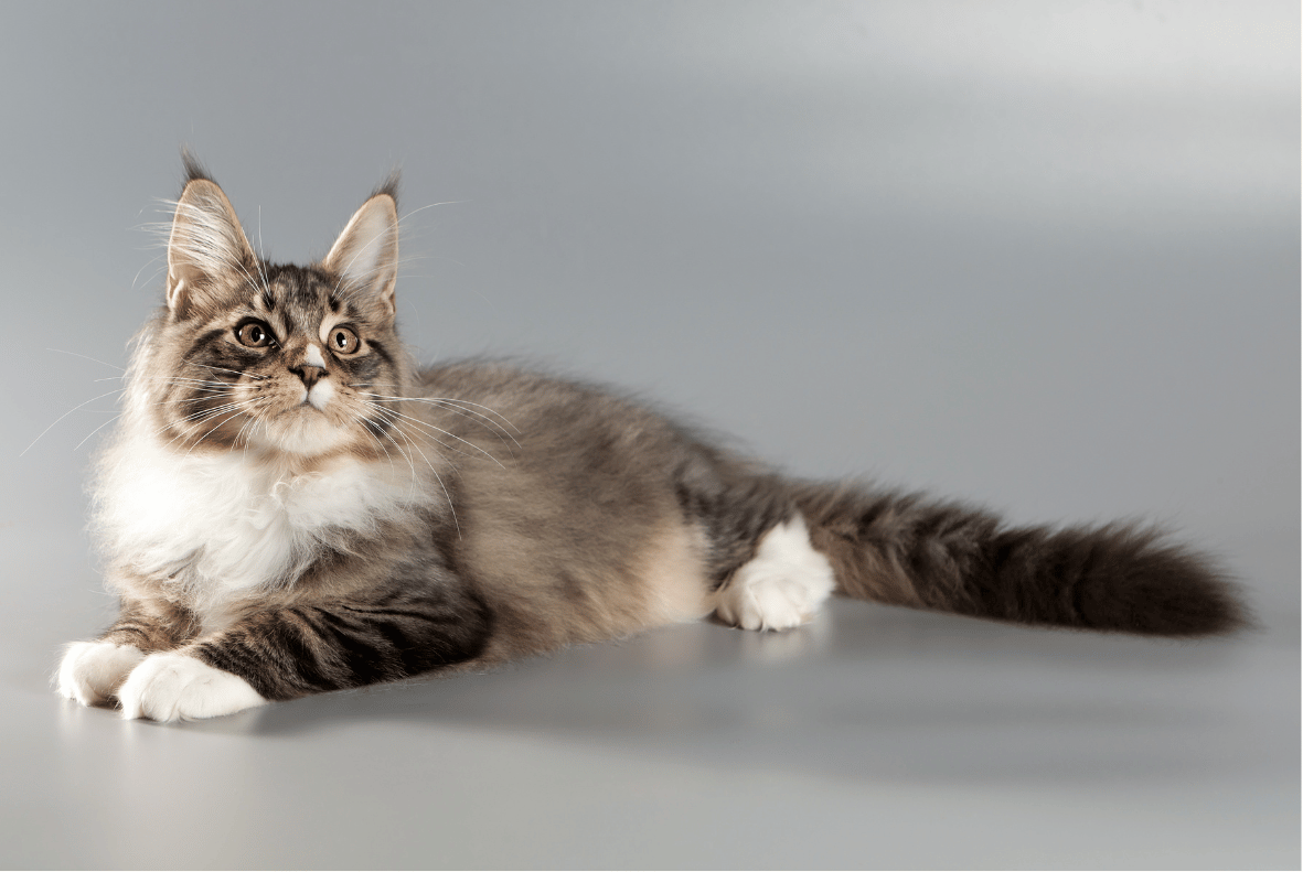 Maine Coon