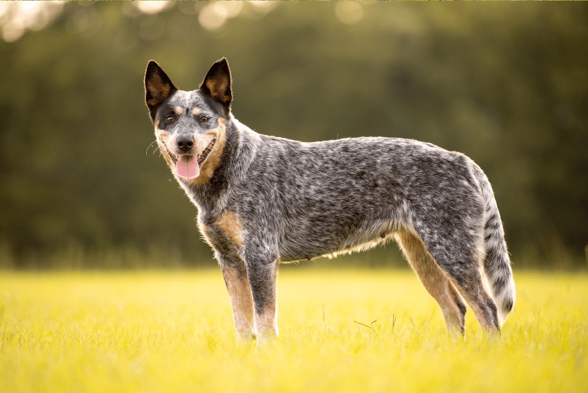 Australian Cattle Dog