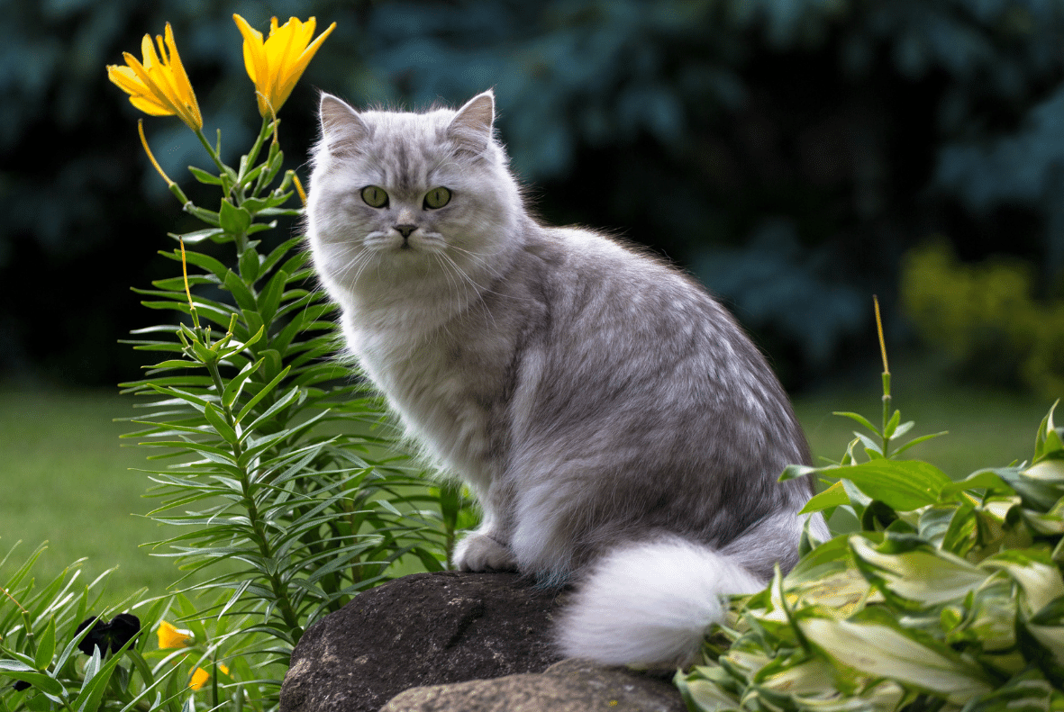 British Longhair